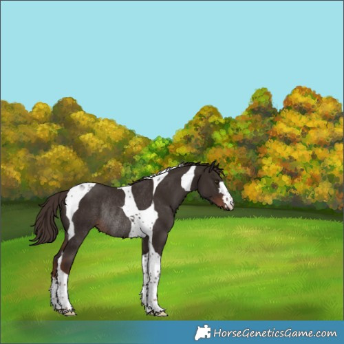 Horse Color:Liver Chestnut Tobiano Rabicano 
