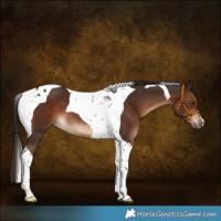 Horse Color:Liver Chestnut Tobiano 