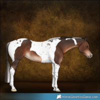Horse Color:Liver Chestnut Tobiano 