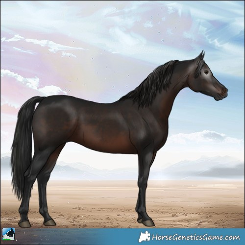 Horse Color:Gray White Spotted Brown