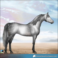 Horse Color:Gray White Spotted Brown