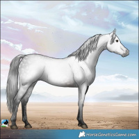 Horse Color:Gray White Spotted Brown 