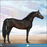 Horse Color:Gray White Spotted Brown