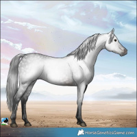 Horse Color:Gray White Spotted Brown 