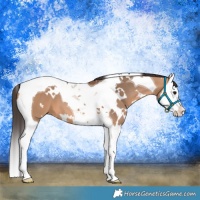Horse Color:White Spotted Bay Dun Splash Tobiano 