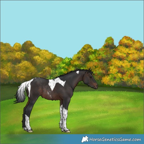 Horse Color:Brown Tobiano Rabicano 