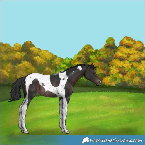 Horse Color:Brown Tobiano Rabicano 
