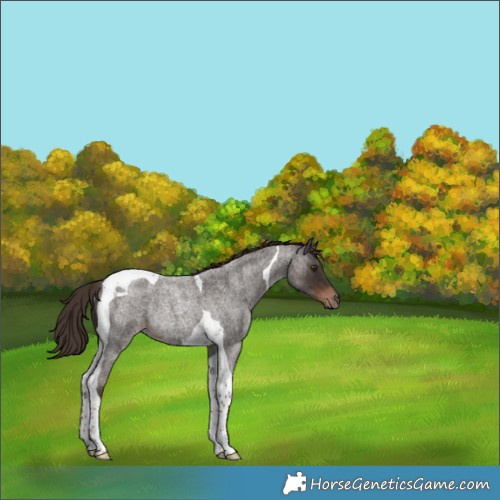 Horse Color:Liver Red Roan Tobiano Rabicano 