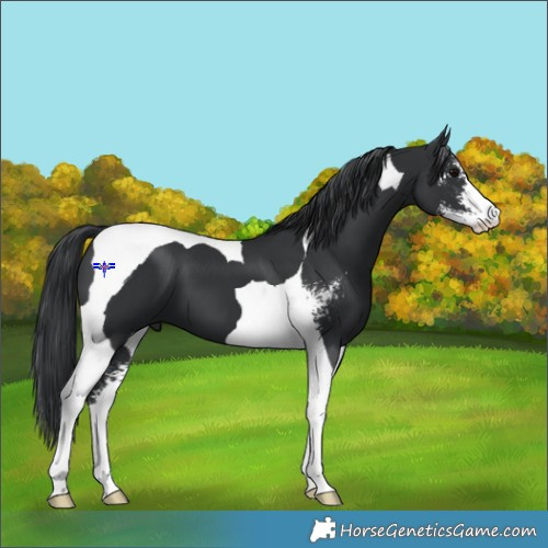 Horse Color:Black Sabino Tobiano 