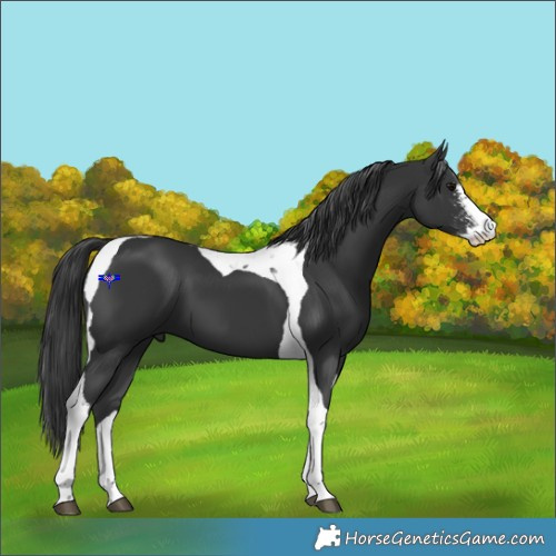 Horse Color:Black Sabino Tobiano 