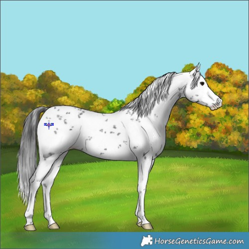 Horse Color:White Spotted Black Sabino 