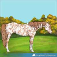 Horse Color:Gold Champagne Appaloosa  and Gold Champagne Appaloosa 