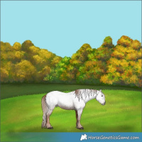 Horse Color:Gray Chestnut Blanket 