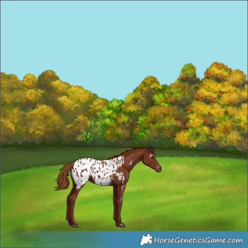 Horse Color:Gray Chestnut Appaloosa 