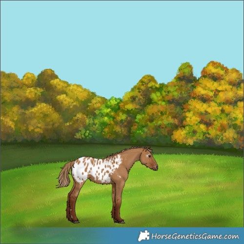 Horse Color:Gray Red Dun Appaloosa 