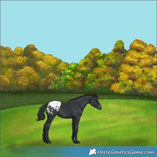 Horse Color:Black Appaloosa 