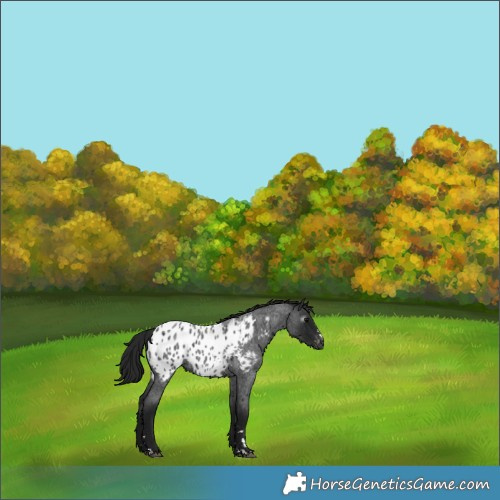 Horse Color:Gray Blue Roan Near Leopard 