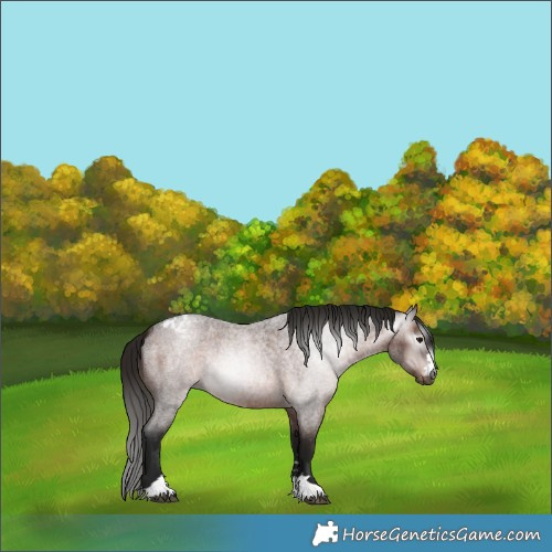 Horse Color:Gray Bay Roan Varnish 