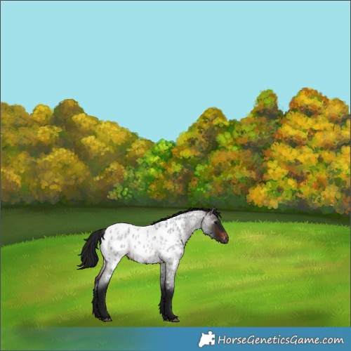 Horse Color:Gray Brown Roan Near Leopard 