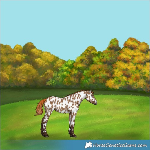 Horse Color:Gray Red Dun Leopard 