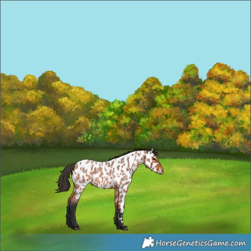 Horse Color:Bay Roan Appaloosa 