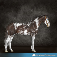 Horse Color:Brown Splash  and White Spotted Liver Chestnut Splash 