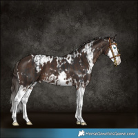 Horse Color:Brown Splash  and White Spotted Liver Chestnut Splash 