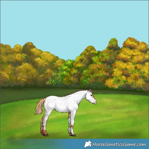 Horse Color:Chestnut Near Fewspot 