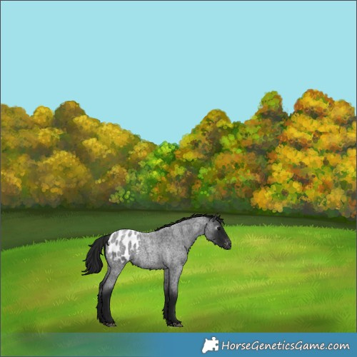 Horse Color:Gray Blue Roan Appaloosa 