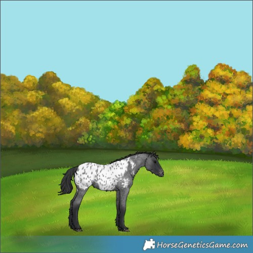 Horse Color:Blue Roan Appaloosa 