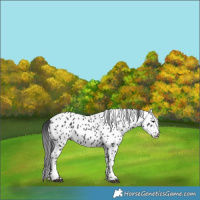 Horse Color:Black Appaloosa