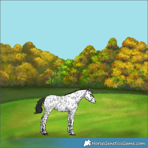 Horse Color:Blue Roan Leopard 