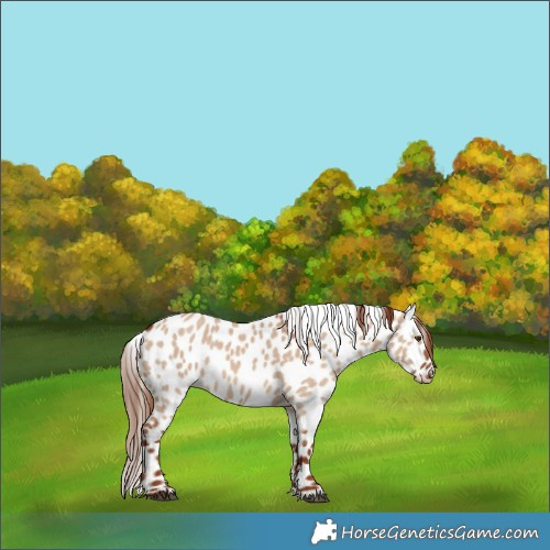 Horse Color:Red Dun Leopard 