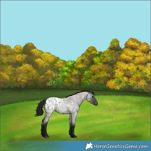 Horse Color:Gray Grullo Roan Blanket Rabicano 