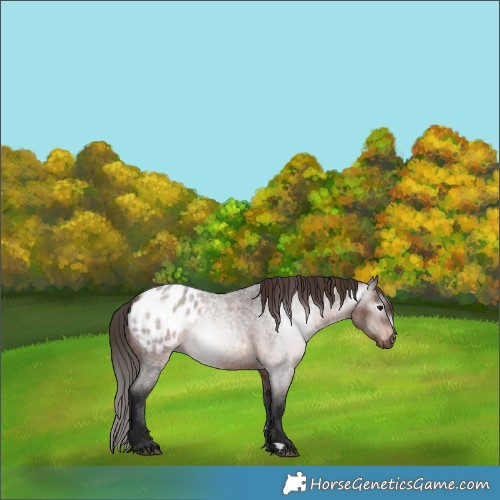 Horse Color:Gray Bay Roan Appaloosa 