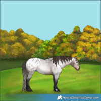 Horse Color:Gray Bay Roan Appaloosa 