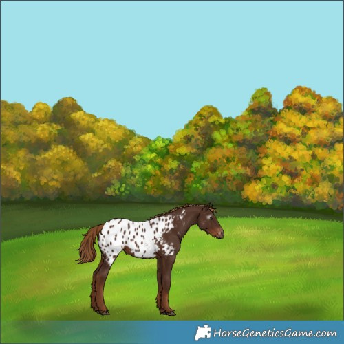 Horse Color:Gray Chestnut Near Leopard 
