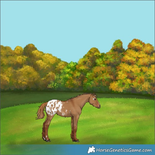 Horse Color:Gray Red Dun Appaloosa 