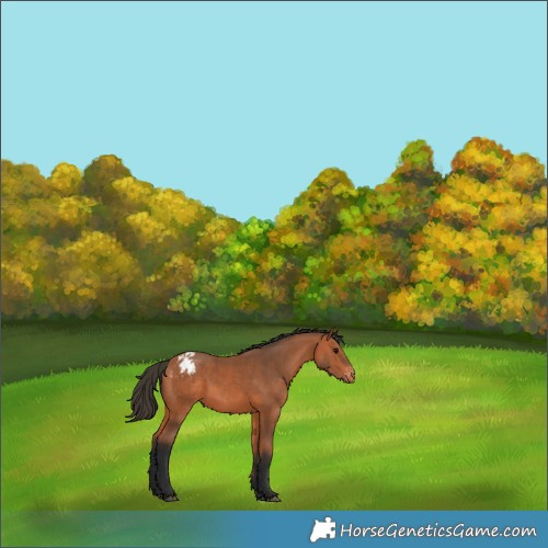 Horse Color:Bay Appaloosa 