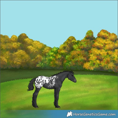 Horse Color:Black Appaloosa 