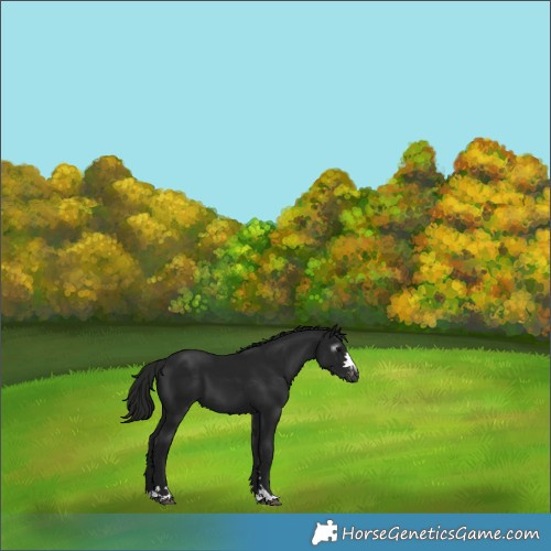 Horse Color:Gray Black Varnish 