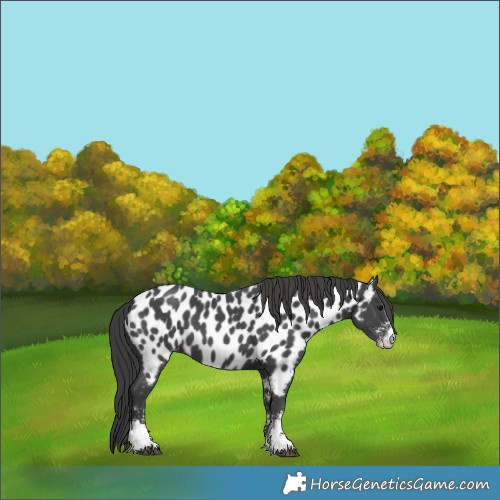 Horse Color:Black Sabino Near Leopard 
