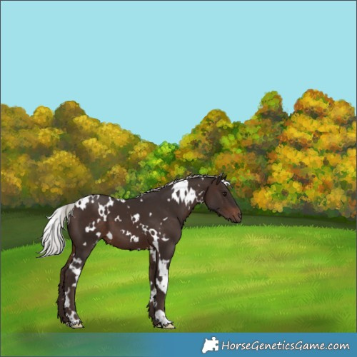Horse Color:White Spotted Silver Brown 
