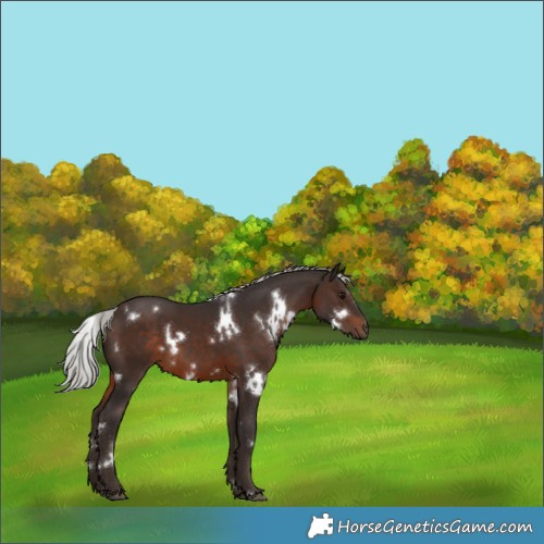 Horse Color:White Spotted Silver Brown 