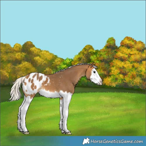 Horse Color:White Spotted Silver Buckskin Splash Blanket 