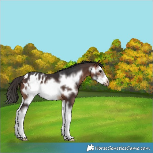 Horse Color:Bay Sabino Splash Frame Blanket 