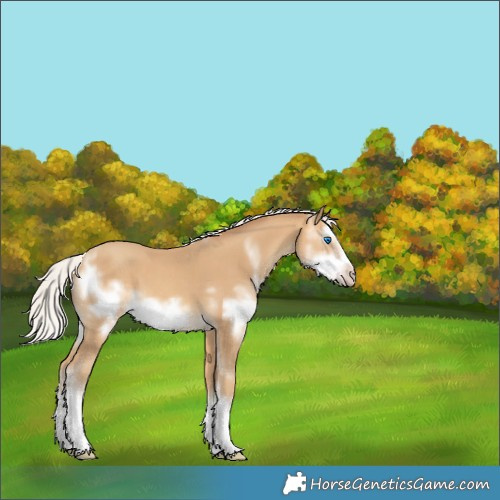 Horse Color:Silver Amber Cream Champagne Sabino Splash Frame 