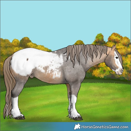 Horse Color:White Spotted Buckskin Splash Appaloosa 