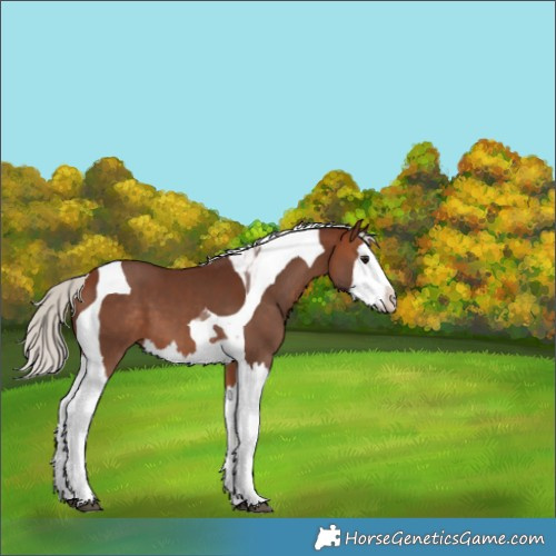 Horse Color:White Spotted Silver Bay Splash Tobiano 