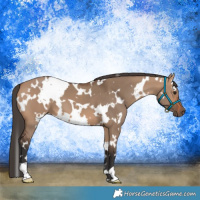 Horse Color:White Spotted Bay Dun 